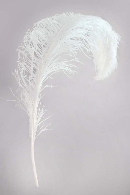 Pštrosie perie 60 - 65 cm