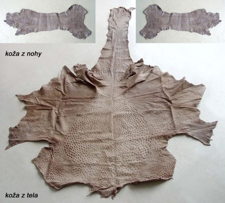 Pštrosia koža - z tela a z nôh<br> SUROVÁ